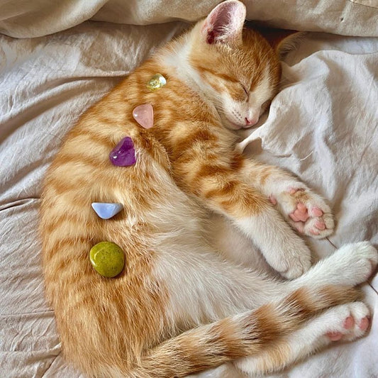 Why Do Pets Always Love Sleeping Next to Their Owners?