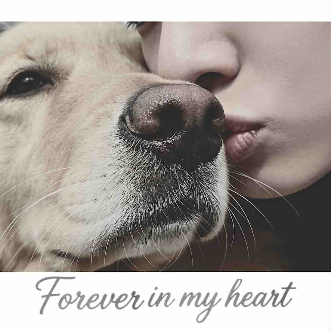 What to Do With Your Pet’s Belongings After They Die