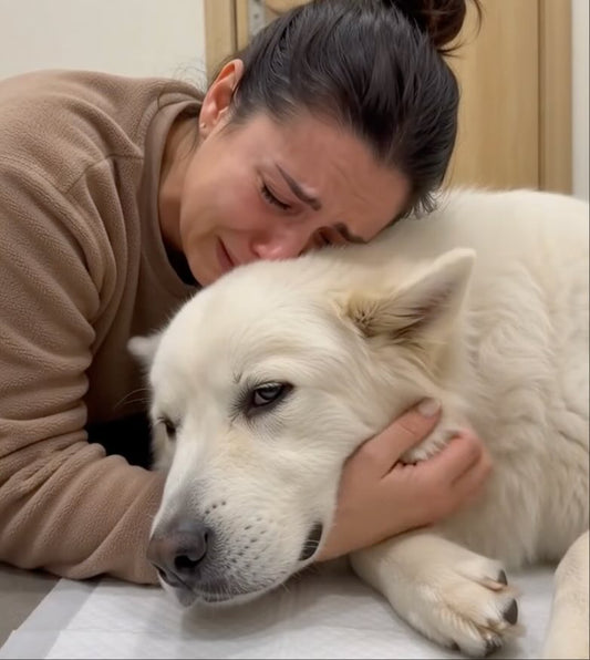 Why Do I Feel Guilty After My Dog Died? Understanding Pet Loss Guilt With Compassion