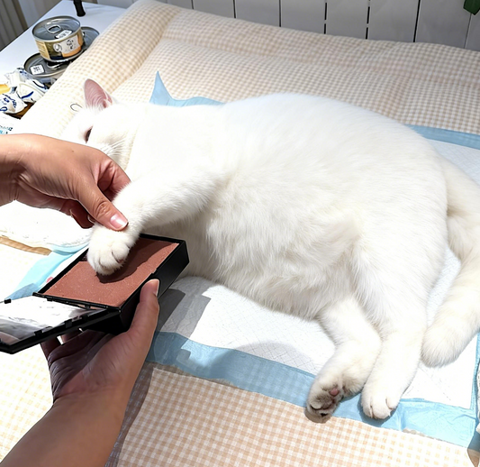 Is My Pet Saying Goodbye? How to Recognize End-of-Life Signals