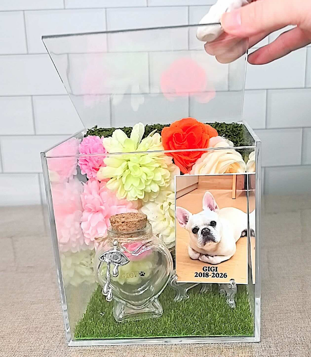 Opening the top lid of a clear acrylic pet remembrance box to reveal a custom memorial photo and a small fur keepsake.