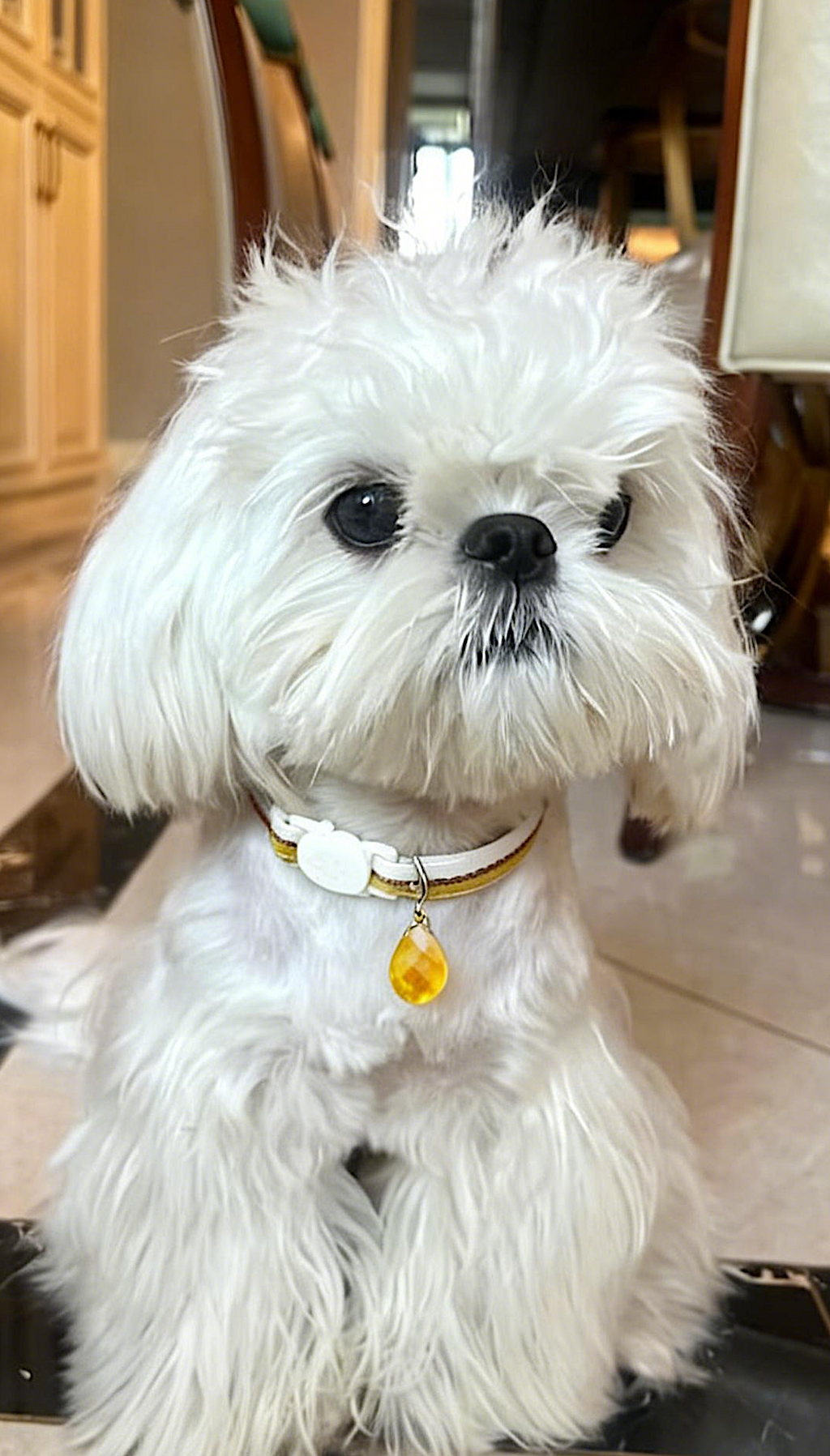 Natural Citrine Pet Collar | Adjustable Fit | Breakaway Safety Buckle | For Cats & Small Dogs